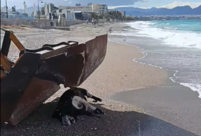 Αγριογούρουνο ξεβράστηκε στην παραλία Λουτρακίου – Άμεση παρέμβαση της Υπηρεσίας Καθαριότητας του Δήμου [Βίντεο]